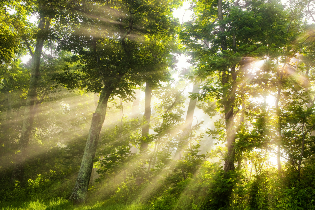 Energizing morning rhythms as the morning sun breaks through the trees.